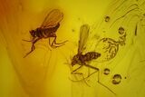 Three Fossil Flies (Diptera) In Baltic Amber #150747-1